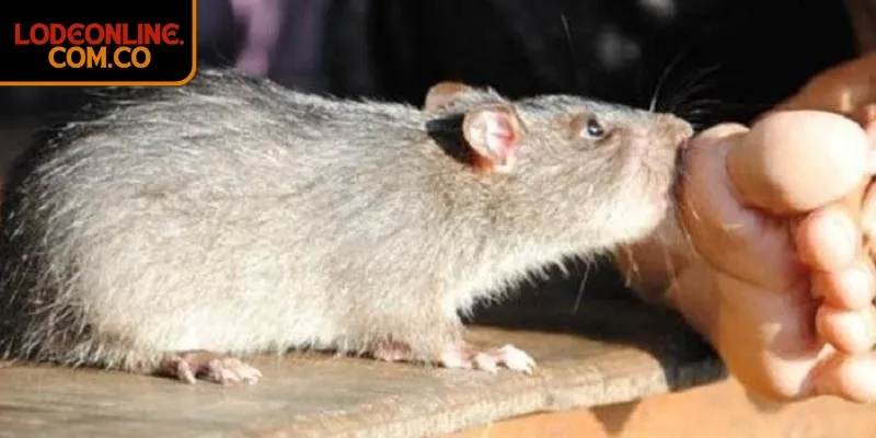 Giấc mơ này đồng thời khuyến khích bạn mạnh dạn thoát khỏi vùng an toàn